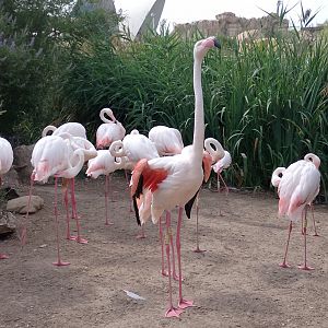 Greater flamingoes