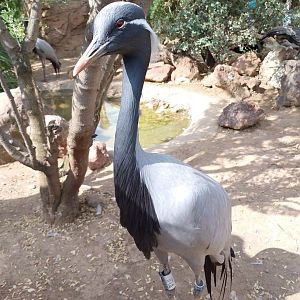 Demoiselle crane