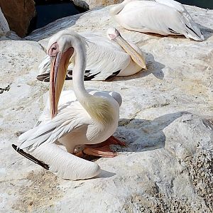 Great white pelicans