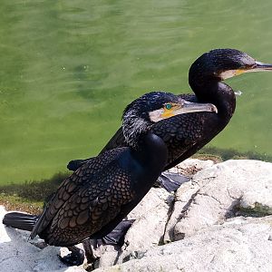 Eurasian great cormorants
