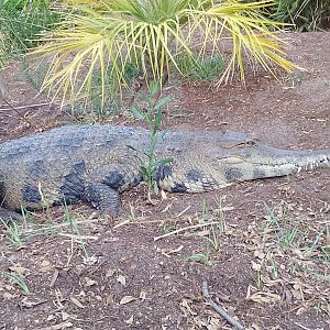 West African slender-snouted crocodile