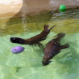 South American sea lions