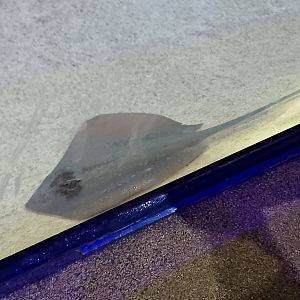 Common stingray