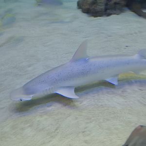 Bonnethead