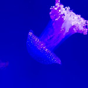 White-spotted jellyfish