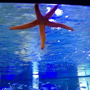 Mediterranean red starfish