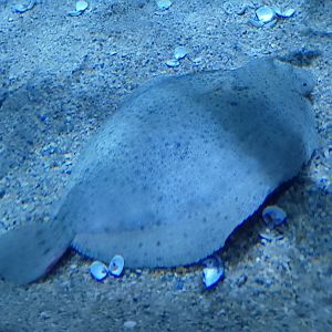 Turbot