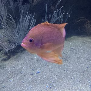 Swallowtail sea perch