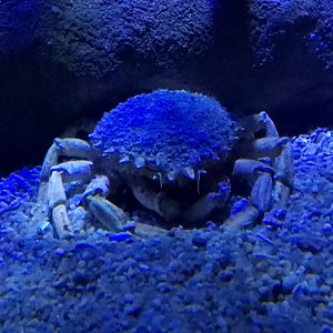 European spider crab