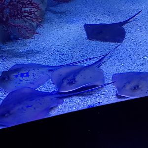 Marbled stingrays