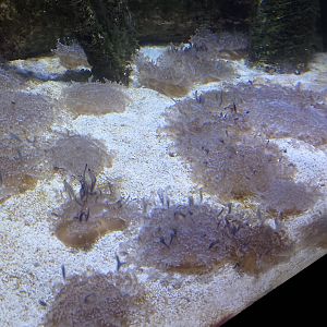 Upside-down jellyfish