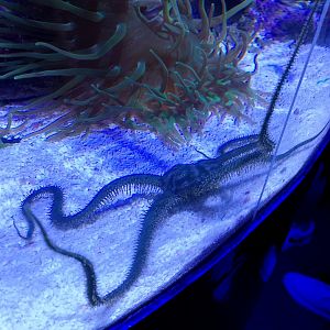 Brittle star