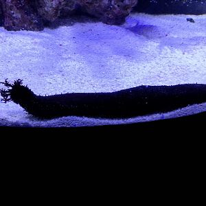 Black sea cucumber