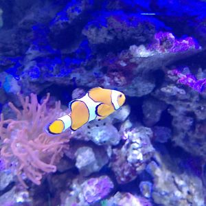 Ocellaris clownfish