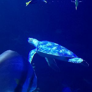 Green sea turtle