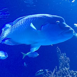 Humphead wrasse