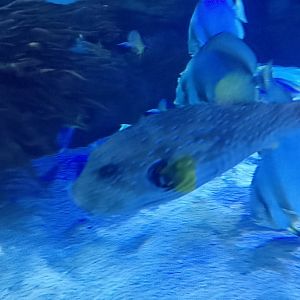 White-spotted Puffer