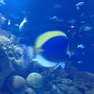 Powder-blue surgeonfish