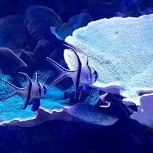 Banggai cardinalfish