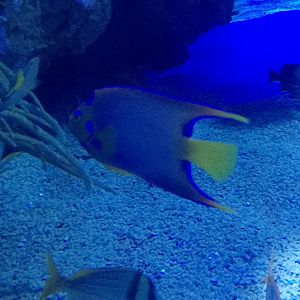 Queen angelfish