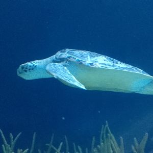 Green sea turtle