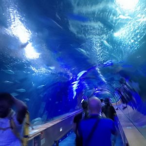 Temperate-tropical tunnel