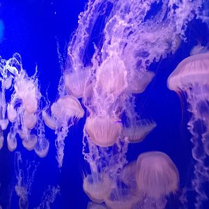 South American sea nettle