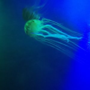 Japanese sea nettle