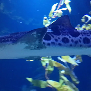 Leopard shark