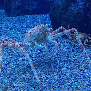 Japanese spider crab