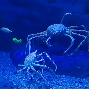 Japanese spider crabs
