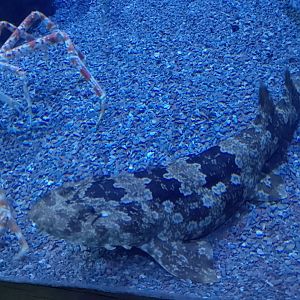 Wobbegong and spider crabs