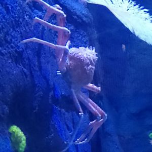 Japanese spider crab