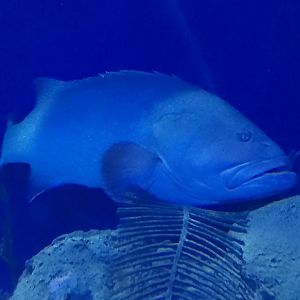 Dusky grouper