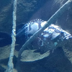Atlantic goliath grouper