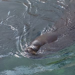 South American sea lion