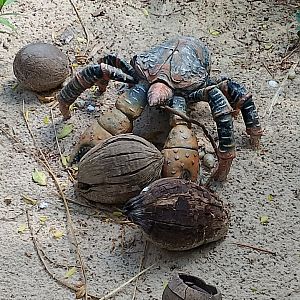 Coconut crab statue