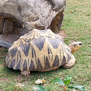 Radiated tortoise