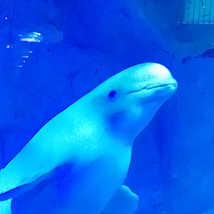 Beluga whale