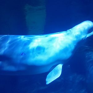 Beluga whale