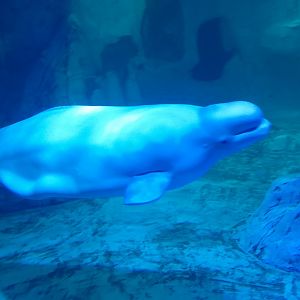 Beluga whale