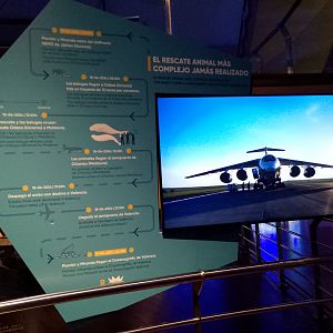 Educational display about the rescued belugas