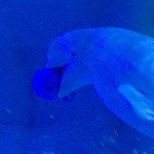 Beluga whale