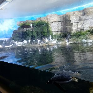 Penguinarium