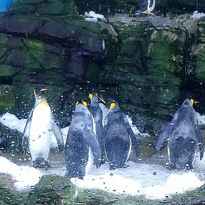 King penguins