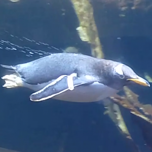 Subantarctic gentoo penguin