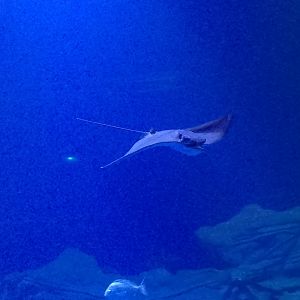 Common eagle ray