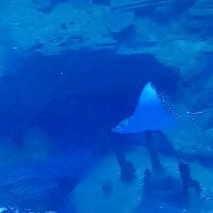 Ocellated eagle ray