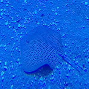 Honeycomb stingray