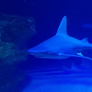 Sandbar shark